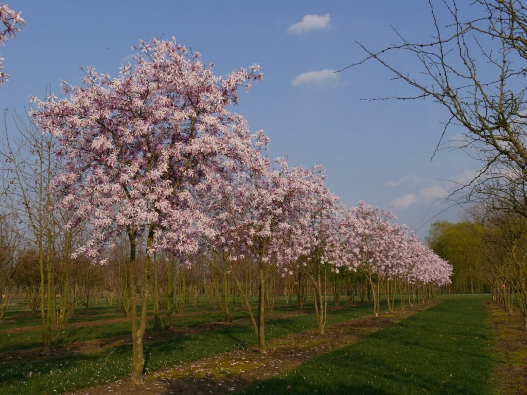 Magnolia 'Pink Star' Hello Hello Plants