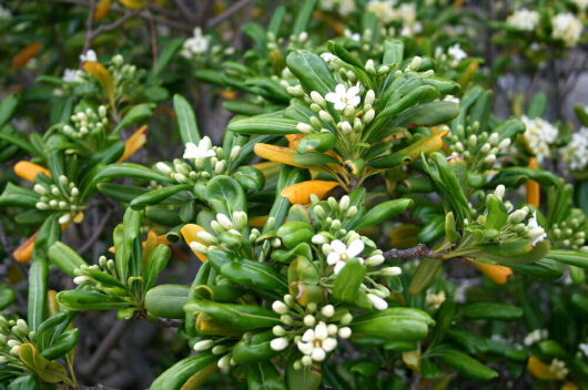 Japanese Mock Orange