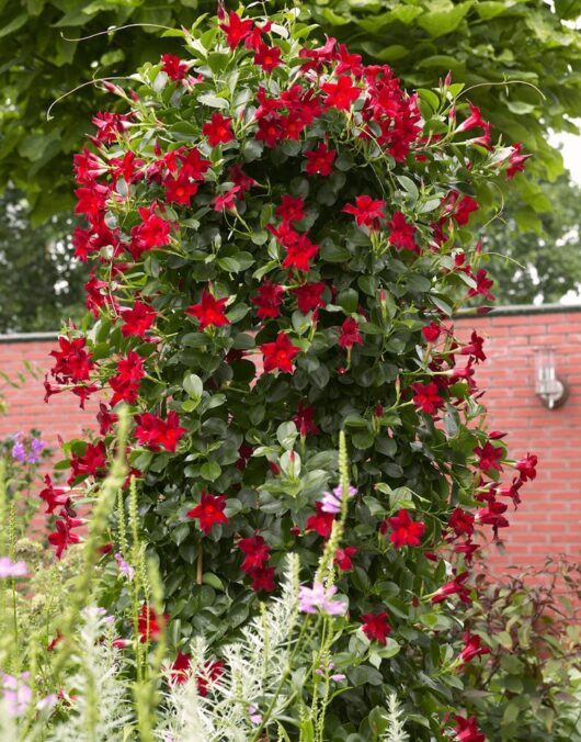 Mandevilla "Classic Dark Red"