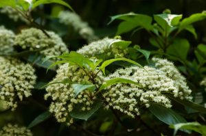 Clusters of small white flowers nestled among green leaves on a bush evoke the beauty of Viburnum japonicum 'Japanese Viburnum'.