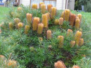 Banksia "Cherry Candles"