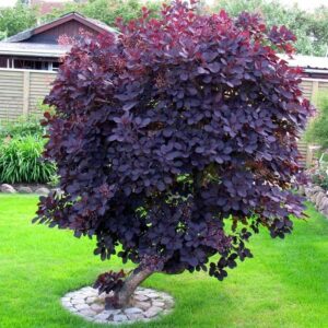 Smokebush "Royal Purple"