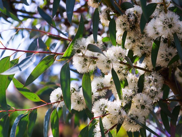 Eucalyptus 'Little Snowman' Hello Hello Plants & Garden