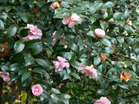Camellia "Jean May"