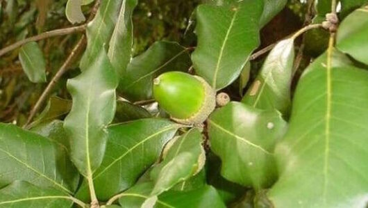 Quercus "Holly Oak"