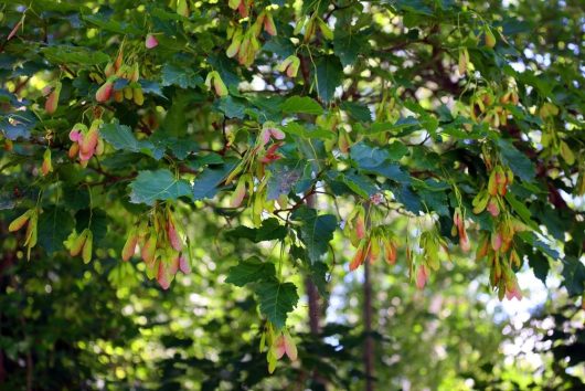A tree branch with clusters of winged seeds and green leaves, characteristic of the Acer platanoides 'Norwegian' Maple, thrives in a sunlit forest.