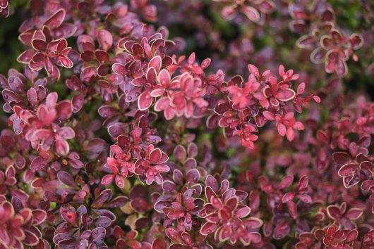 Close-up of a Hydrangea 'Sundae Fraise' 8" Pot, boasting small, vibrant pink and red leaves with a hint of green.