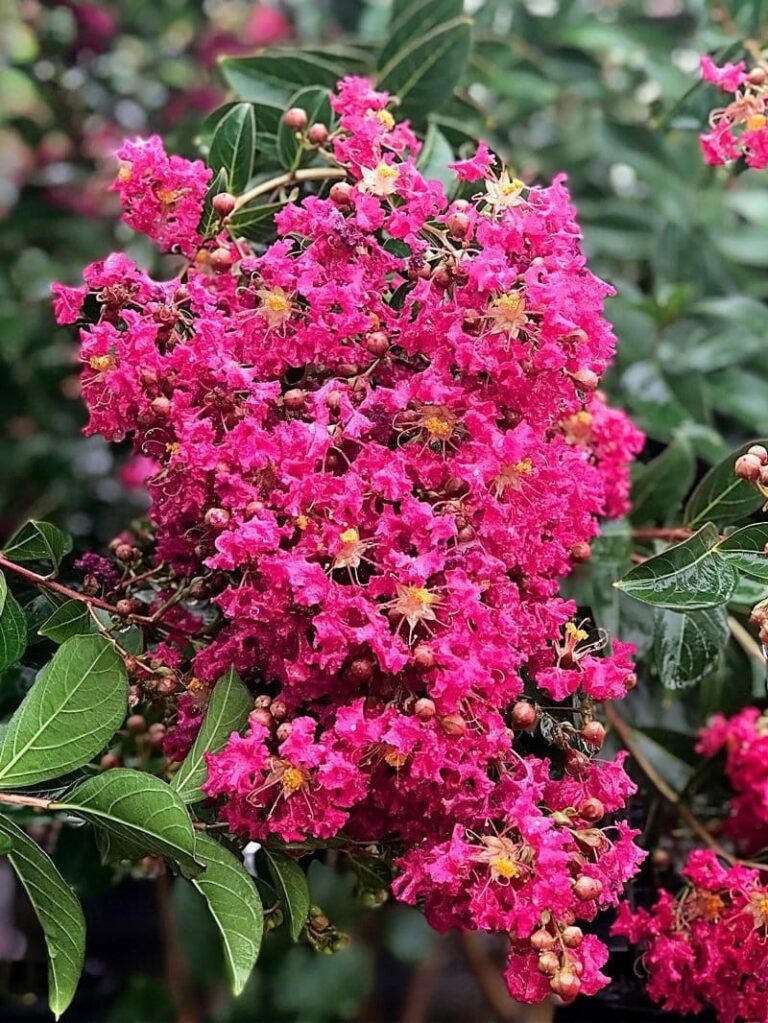 mardi gras crape myrtle