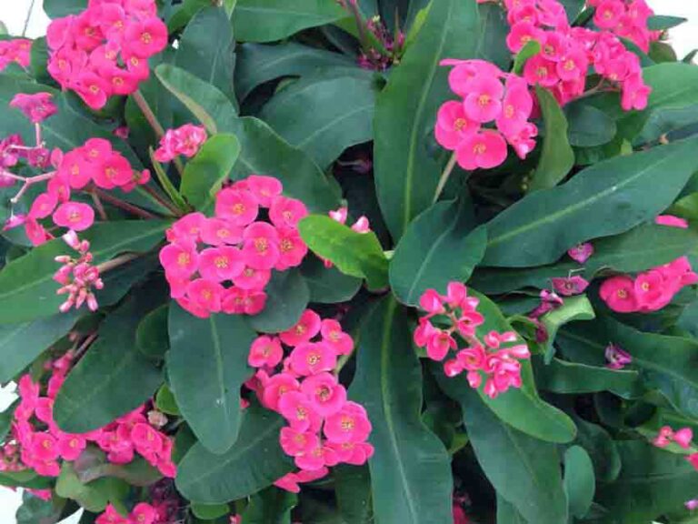 Euphorbia 'Lipstick' 6