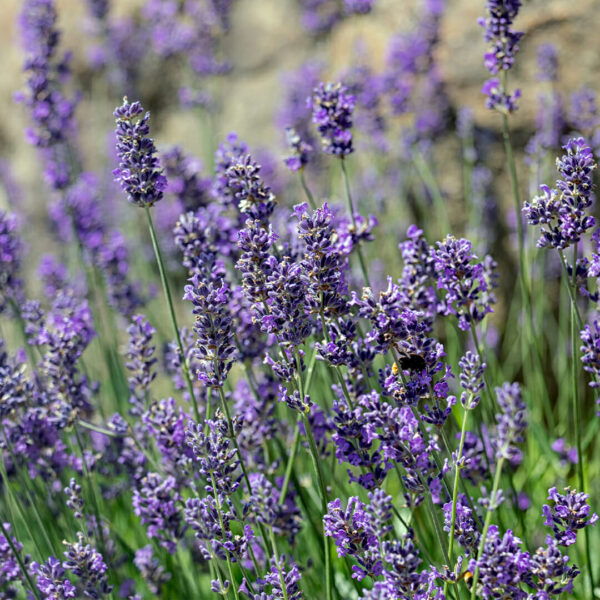 Lavandula 'Munstead' Dwarf Lavender - Hello Hello Plants