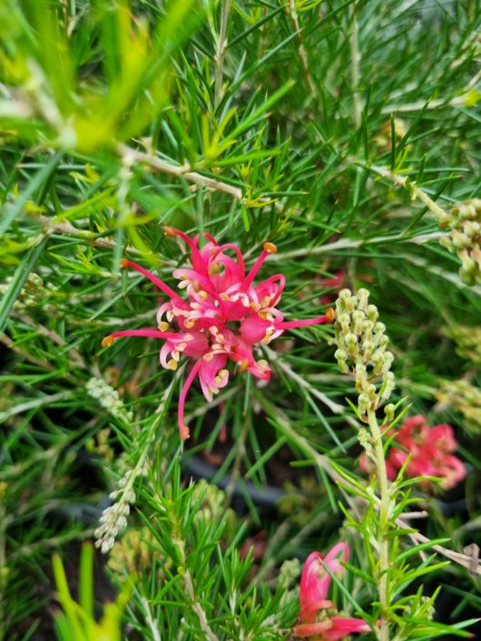 Grevillea 'Scarlet Sprite' 10