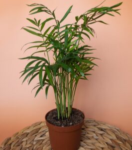 Cascade Palm pot Chamaedorea atrovirens