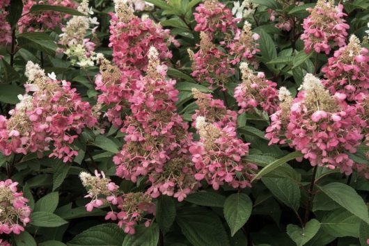 A dense cluster of pink and white Hydrangea 'Sundae Fraise' blooms among green leaves in an 8" pot.