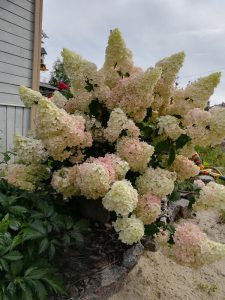 A bush of white and pale pink Hydrangea 'Sundae Fraise' 8" Pot blooming next to a wooden house exterior wall, surrounded by green foliage and a sandy ground area, all thriving beautifully.