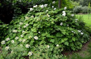A lush green shrub in a Hydrangea 'Sundae Fraise' 8" Pot with white flowers, reminiscent of a Sundae Fraise hydrangea, grows in a garden with various plants and trees in the background.
