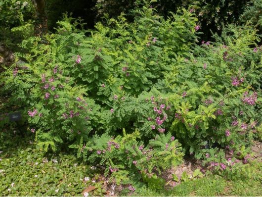 A lush green bush with small, fern-like leaves and clusters of purple flowers growing in a garden, reminiscent of the elegance found in a Hydrangea 'Sundae Fraise' 8" Pot, perfectly suited for an 8" pot.