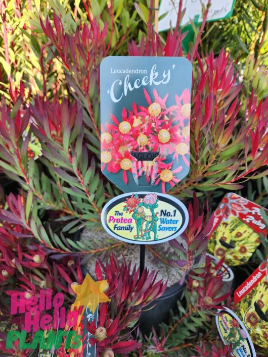 A plant with vibrant red and yellow flowers, Leucadendron 'Cheeky' 8" Pot, comes in an 8" pot. Additional tags indicate it is part of "The Protea Family" and is a "No.1 Water Saver.