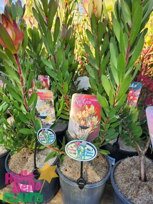 Potted plants in 8" pots with labels indicating various types of proteas, including the "Leucadendron 'Red Gem' 8" Pot." Signs highlight the leucadendron varieties as Australia's No.1 flowering plant and state "Blooms for Mother's Day.