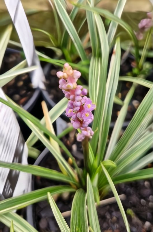 A detailed view of a Liriope 'Pink Pearl' in full bloom, showcasing its long, variegated leaves and vibrant flowers, thriving wonderfully in a 6" pot within a garden setting.