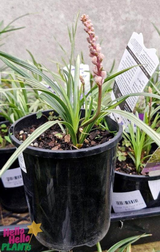 A 6-inch pot of Liriope 'Pink Pearl' features narrow green leaves and a tall, slender stalk adorned with small pink flowers, complete with care tags placed at the back.