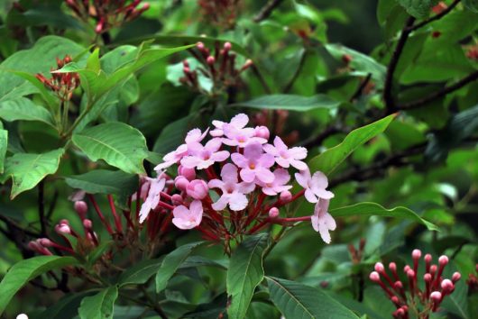 Close-up of a cluster of light pink Hydrangea flowers with dark green leaves in the background. Some flower buds are visible, indicating they are about to bloom. This lovely Hydrangea 'Sundae Fraise' 8" Pot is perfect for adding a touch of elegance to your garden.