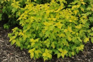 A Hydrangea 'Sundae Fraise' 8" Pot with yellow and green leaves is surrounded by mulch, adding a pop of color to your garden. Consider placing it in an 8" pot for a charming presentation.