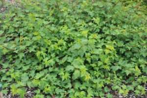 A dense, leafy green Hydrangea 'Sundae Fraise' 8" Pot with small jagged leaves and thin stems growing in an 8" pot outdoors. Soil and small wood chips are visible at the base.