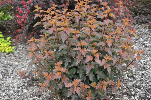 A small shrub, Hydrangea 'Sundae Fraise' 8" Pot, with vibrant orange-red leaves, surrounded by mulch in a garden setting.