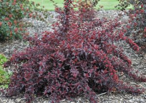 A Hydrangea 'Sundae Fraise' 8" Pot with dark red leaves is planted in a garden, surrounded by mulch and flourishing in an 8" pot.