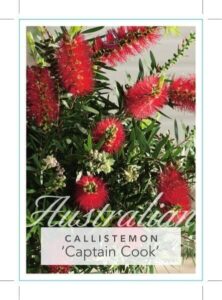 Callistemon 'Captain Cook' 10