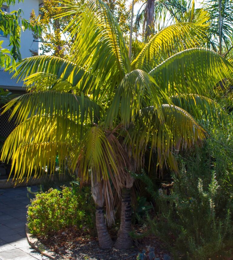 Howea 'Kentia Palm' - Hello Hello Plants & Garden Supplies