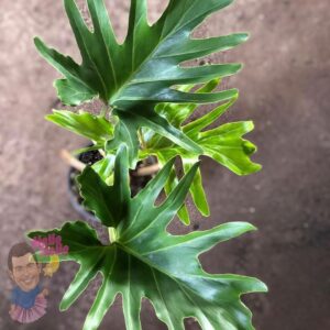 Philodendron 'Hope' - Hello Hello Plants