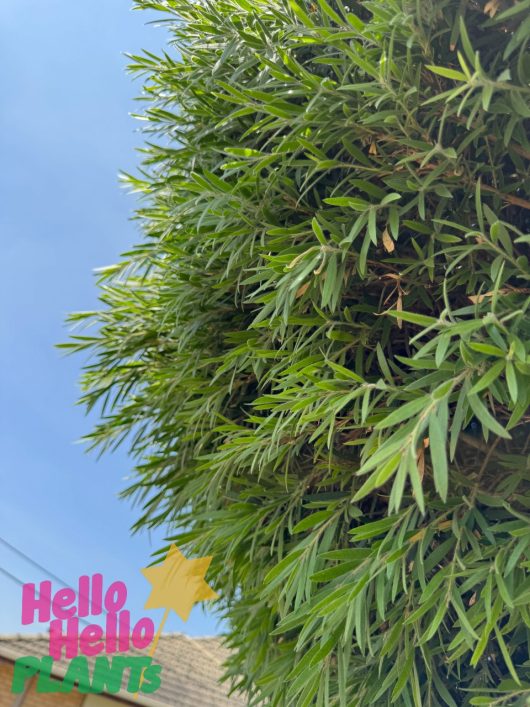 A lush green shrub with slender, elongated leaves contrasts against a bright blue sky, featuring the elegant Callistemon 'Dawson River Weeper' in a 10" pot. "Hello Hello PLANTS" appears at the bottom left with a yellow star.