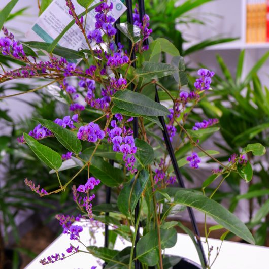 A Hardenbergia 'Bliss' 6" Pot, featuring slender green leaves and small clusters of vibrant purple flowers, displayed indoors against a background of other green plants and bookshelves.