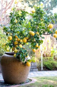 Citrus Limon "Dwarf Lemonade" @ Hello Hello Plants