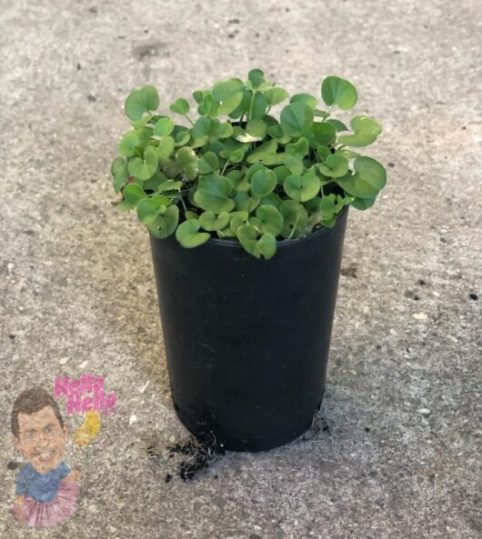 Dichondra Repens 3" Pot @ Hello Hello Plants