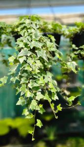 A close-up view showcases the pointed leaves of the trailing Hedera 'English Ivy' Variegated, cascading gracefully from an 8" pot. The diverse green shades create a delicate contrast against a softly blurred backdrop.