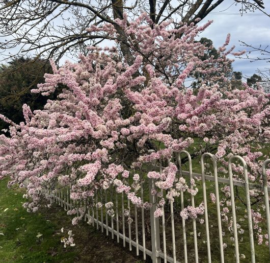 A Prunus 'Elvins' Flowering Plum in full bloom, showcasing clusters of pink flowers, stands next to a white metal fence in Elvins Park on a cloudy day.