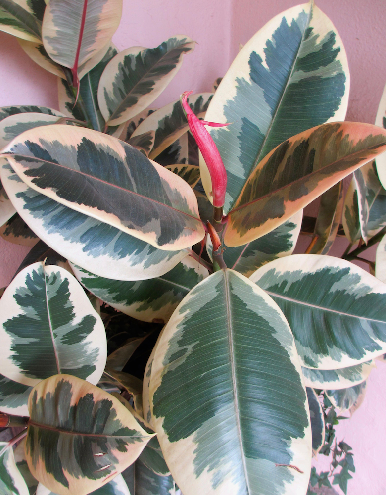 Ficus 'Tineke' 6" Pot Hello Hello Plants & Garden Supplies