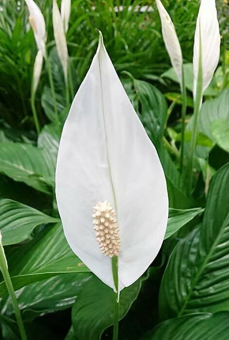 Spathiphyllum 'Peace Lily' 4