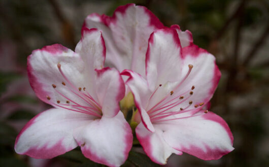 Azalea 'Candy Stripe' @ Hello Hello Plants