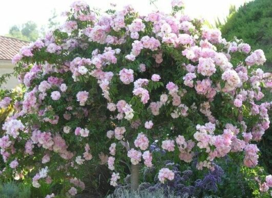 A large, lush 6ft Rose 'Renae' 6ft Weeper fully blooming with clusters of pink roses amidst green leaves, set against a soft-focus background of a residential area.