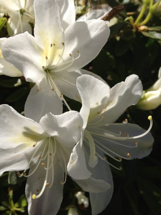 Azalea 'Ultimate White' @ Hello Hello Plants