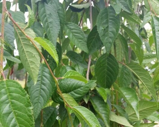 Prunus 'Falling Snow' Weeping Cherry 1.2m (Bare Rooted)