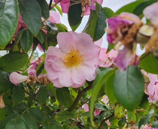 renae pink climbing rose with yellow stamens