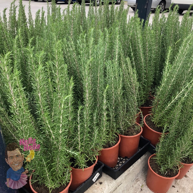 Planting rosemary in a pot information