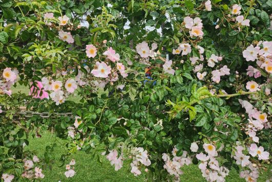 masses of open pink petalled roses with yellow stamens Renae climbing rose