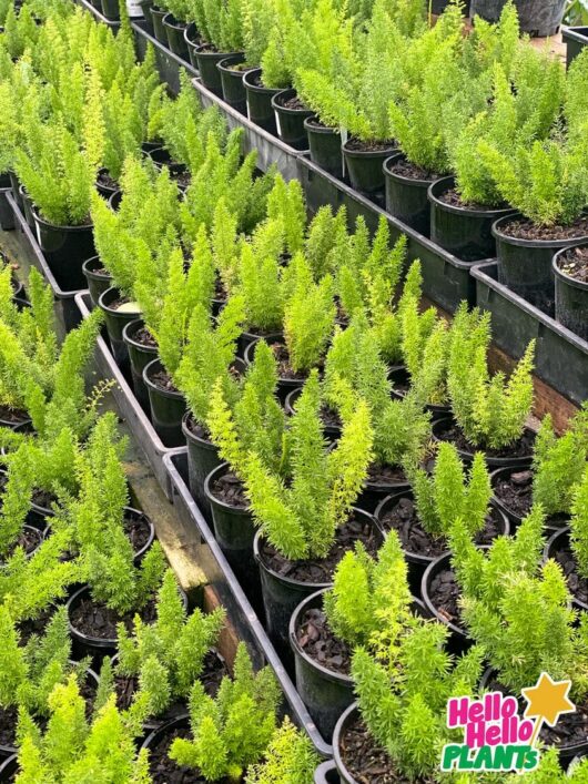 Hello Hello Plants Asparagus meyerii 'Foxtail Fern' 6in