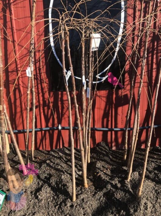 Weeping Cherry Cheals 5ft Bare Rooted @ Hello Hello Plants