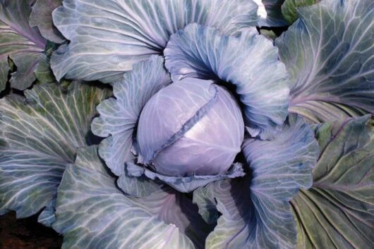 Cabbage 'Super Red' @ Hello Hello Plants